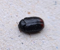 Dermestidae