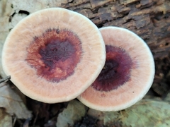 Hydnellum concrescens