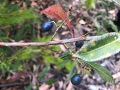 Elaeocarpus reticulatus