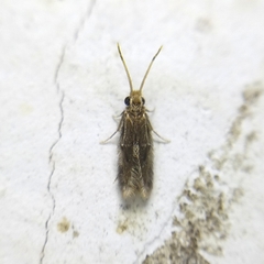 Hydroptilidae