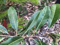 Elaeocarpus reticulatus