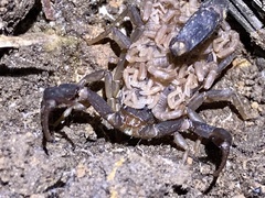 Vaejovis carolinianus