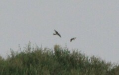 Falco sparverius