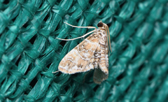 Elophila responsalis