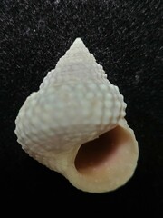Cenchritis muricatus