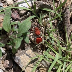 Dasymutilla erythrina