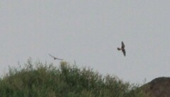Falco sparverius