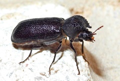 Apatides fortis