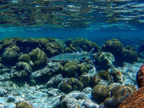 Foto de Barracuda (Sphyraena barracuda)