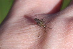 Aedes trivittatus