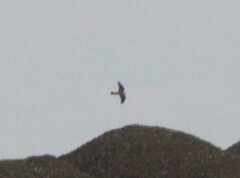 Falco sparverius