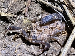 Vaejovis carolinianus