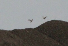 Falco sparverius