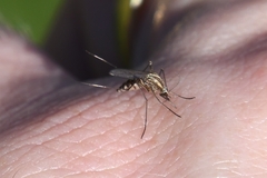 Aedes trivittatus