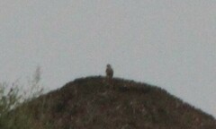 Falco sparverius