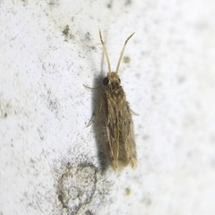 Hydroptilidae