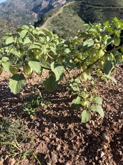 Physalis neomexicana