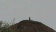 Falco sparverius
