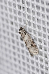 Lepidoscia adelopis