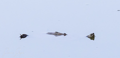 Graptemys pseudogeographica