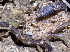 Vaejovis carolinianus