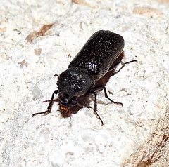 Apatides fortis
