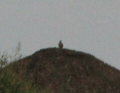 Falco sparverius