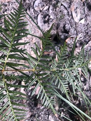 Pteridium esculentum