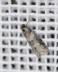 Lepidoscia adelopis