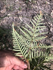 Pteridium esculentum