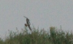 Falco sparverius