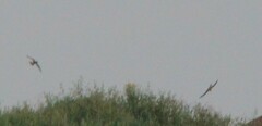 Falco sparverius