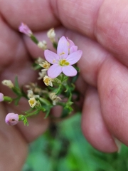 Zeltnera muehlenbergii