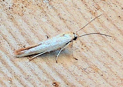 Scythrididae