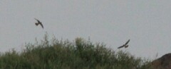 Falco sparverius