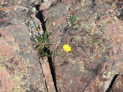 Croptilon hookerianum