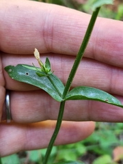 Zeltnera muehlenbergii