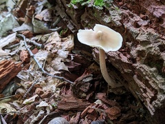 Entoloma strictius