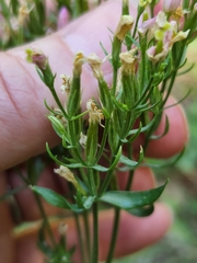 Zeltnera muehlenbergii