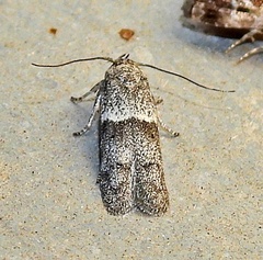 Blastobasis glandulella