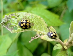 Epilachna mexicana