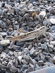 Austracris guttulosa
