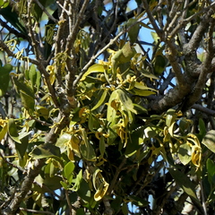 Notothixos subaureus