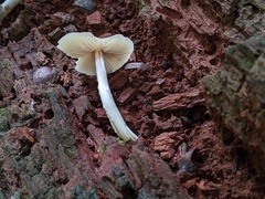 Entoloma strictius