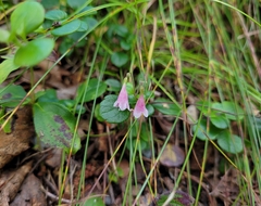 Linnaea borealis