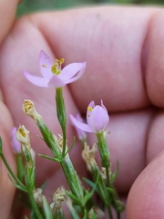 Zeltnera muehlenbergii