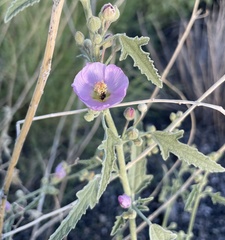 Sphaeralcea fendleri