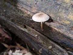 Pluteus longistriatus