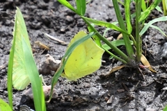 Abaeis mexicana