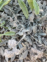 Phacelia imbricata